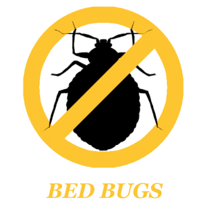 Bed Bugs Control Treatment In Aundh, Wakad, Pimple Saudagar, Baner, Hadapsar, Balewadi, Undri, Kalyani Nagar, Viman Nagar, Kharadi, Hinjewadi, Ravet